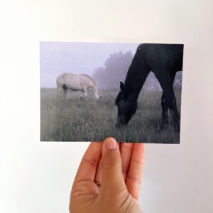 POSTAL CABALOS